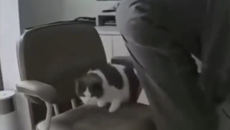 Laugh-Out-Loud Chair Catastrophe: Watch What Happens When a Man Accidentally Sits on a Surprise Kitty!