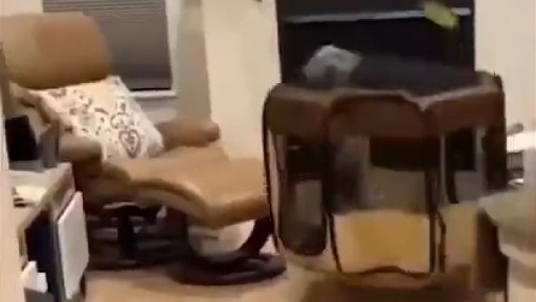 Mini Mischief Unleashed: Hilarious Video Captures a Tiny Dog Creating Big Chaos in a House!