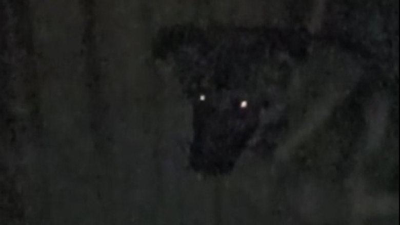 Nighttime Shenanigans: Hilarious Dog Takes on the Dark with Unpredictable Antics!