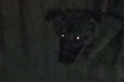 Nighttime Shenanigans: Hilarious Dog Takes on the Dark with Unpredictable Antics!