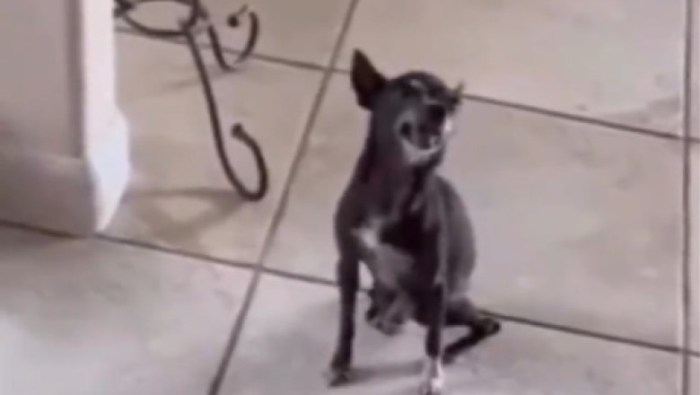 Pawsitively Hilarious: Watch This Adorable Dog's Unforgettable Attempt at Dancing!