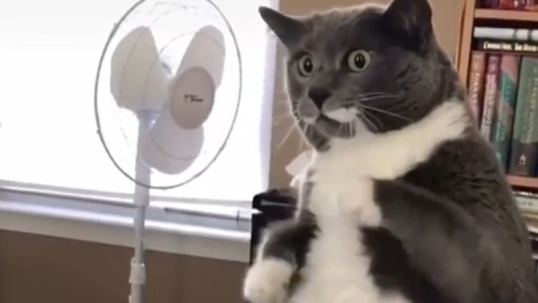 Purr-plexed and Hilarious: Giant Cat's Reaction to a Bizarre Scene Will Leave You in Stitches!