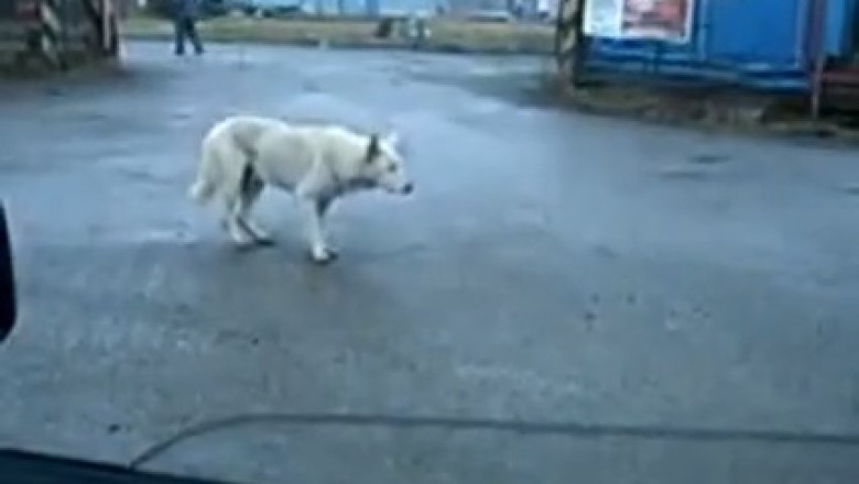 Rhythm-Roaming Pup Shakes Its Tailfeathers to the Groove of Passing Cars! You Won't Believe Your Eyes!
