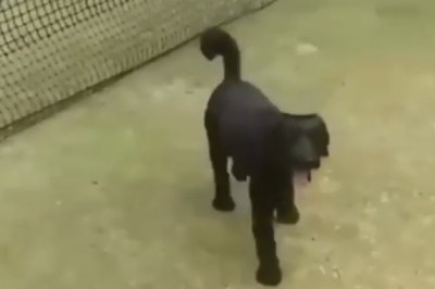 The Hilarious Collision Chronicles: Watch in Astonishment as This Silly Dog Keeps Running into Things!