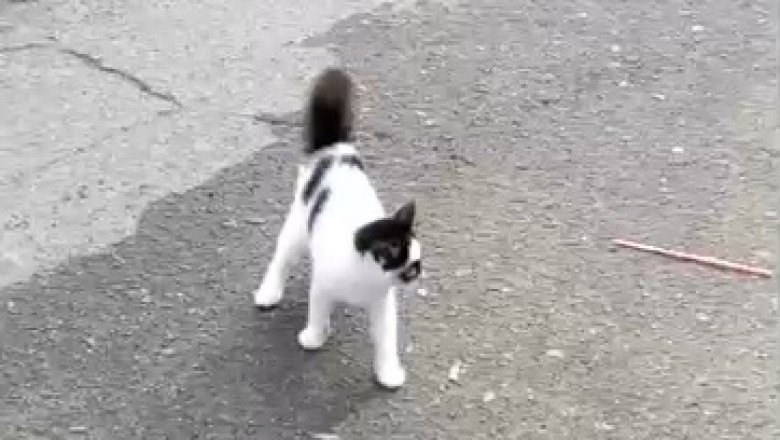 The Wacky World of Whiskers: Get Ready to Laugh Out Loud at the Most Bizarre and Hilarious Cat You've Ever Seen!