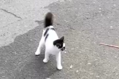 The Wacky World of Whiskers: Get Ready to Laugh Out Loud at the Most Bizarre and Hilarious Cat You've Ever Seen!