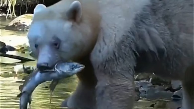 Un-BEAR-ably Hilarious: Furry Fisherman Turns Fishing into Comedy Gold!