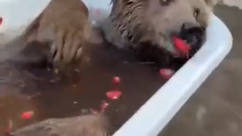 Unbearably Hilarious: Watch as a Playful Bear Takes a Bath in a Bathtub!