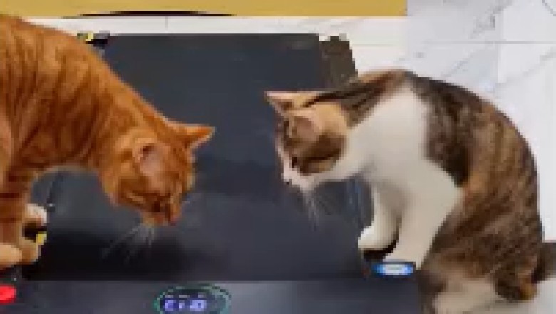 Feline Frenzy: Hilarious Cats Go Bonkers on an Electric Treadmill! Prepare to Double Over in Laughter!