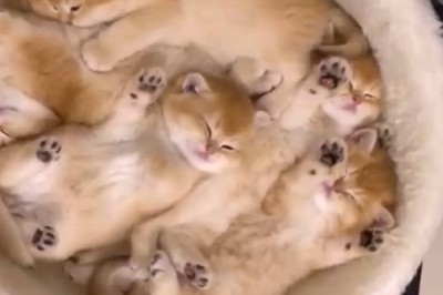 From Supermom to Comedy Central: Adorable Cat and Her Hilarious Kittens Steal the Show!