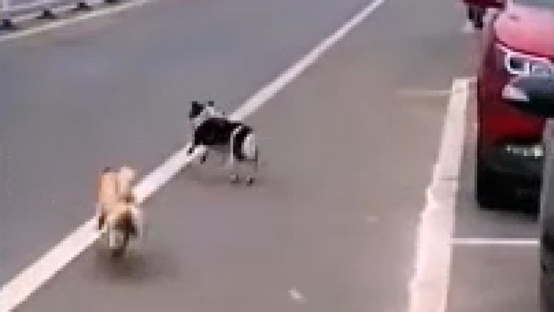 Fur-ocious Furry Face-Off: Hilarious Battle Unleashed as Two Cats Take on a Determined Dog!