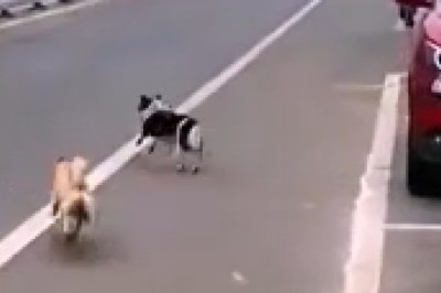 Fur-ocious Furry Face-Off: Hilarious Battle Unleashed as Two Cats Take on a Determined Dog!