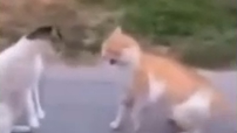 Hilarious Cat Brawl Takes Over the Sidewalk: Prepare for Paw-Some Comedy Madness!