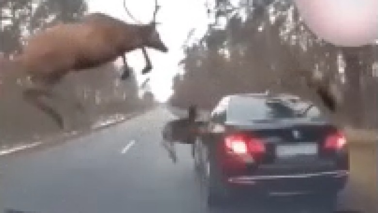 Hilarious Deer Vendetta: Witness the Unbelievable Moment a Wild Deer Declares War on a Speeding Car!