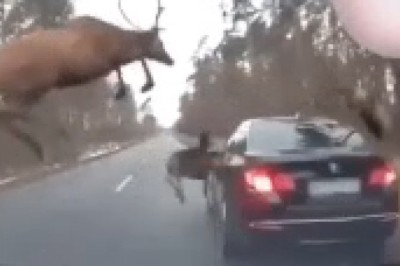 Hilarious Deer Vendetta: Witness the Unbelievable Moment a Wild Deer Declares War on a Speeding Car!