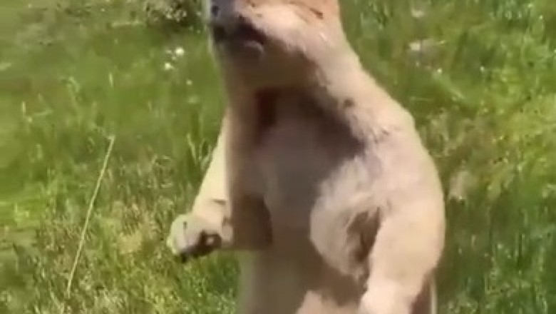 Hilarious Encounter: Watch as a Curious Marmot's Mind Gets Blown by Humans!
