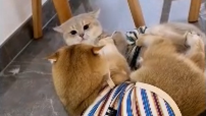 Hilarious Homebound Hubbub: Two Cats Engage in an Adorable Living Room Wrestling Match!