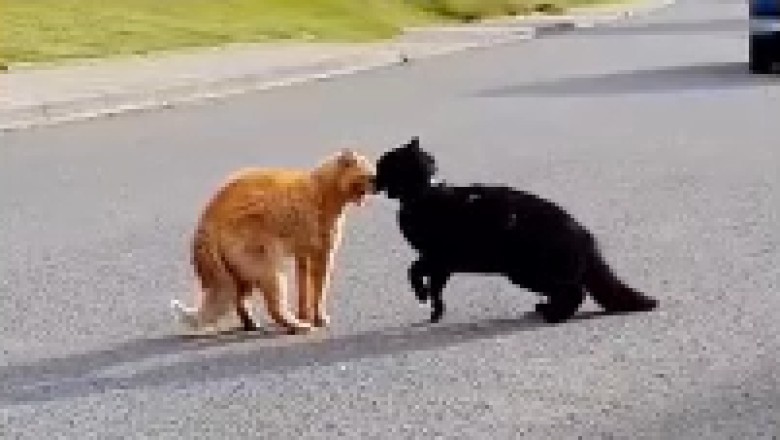 Hilariously Hyped-Up Cat Initiates a "Paws-On" Showdown with Fellow Feline! Must-See Comedy Gold!