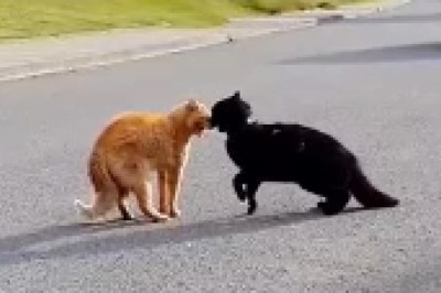 Hilariously Hyped-Up Cat Initiates a