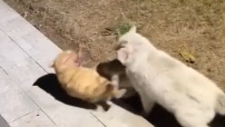 Hillarious Hide and Seek: Two Cats Engage in Hysterical Feline Fisticuffs in an Isolated Haven!