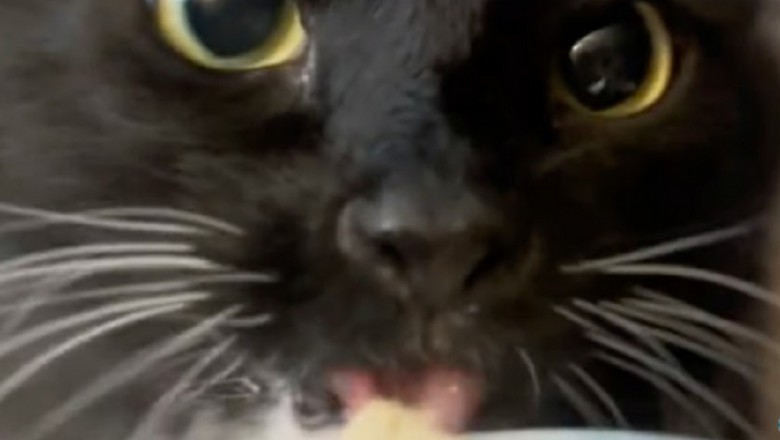 Max the Cat's Hilarious Ice Cream Mishap Breaks the Internet!