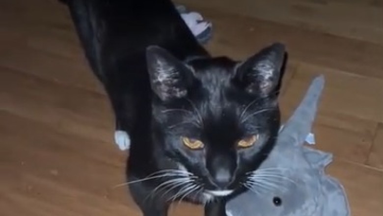 Purr-fectly Hilarious: Watch This Cat Become the Ultimate Sidekick for a Housewife!