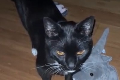 Purr-fectly Hilarious: Watch This Cat Become the Ultimate Sidekick for a Housewife!