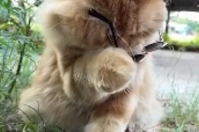 Spectacled Feline Takes the Internet by Storm: Cat Wearing Glasses Will Leave You in Stitches!