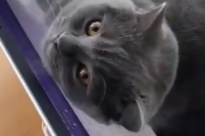 Take a Break and Meow Out Loud: Cat Hilariously Turns a Laptop into the Purrfect Bed!