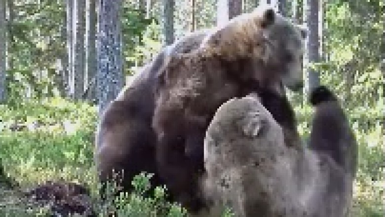 Un-BEAR-ably Hilarious Showdown: Two Bears Spar in an Epic Forest Battle! Get Ready for Some Wild Comedy!