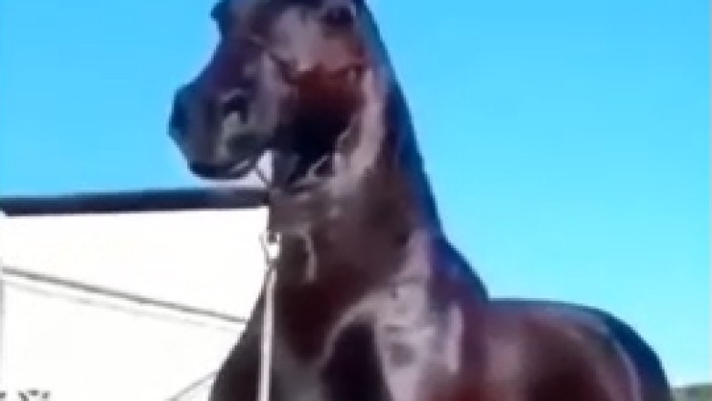 Unbelievable Horse Resilience: Witness the Hilarious Antics of a Determined Equine Hero!