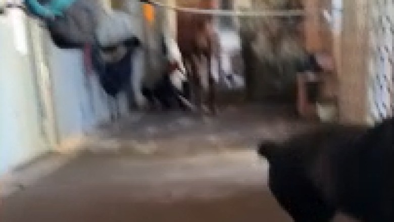 Unlikely BFFs: Rottweiler and Horse Take Friendship to New Heights! Prepare for Cuteness Overload!