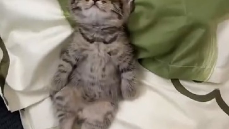 Adorable Little Kitten Takes Cuteness to a Whole New Level While Catching Zzz's!