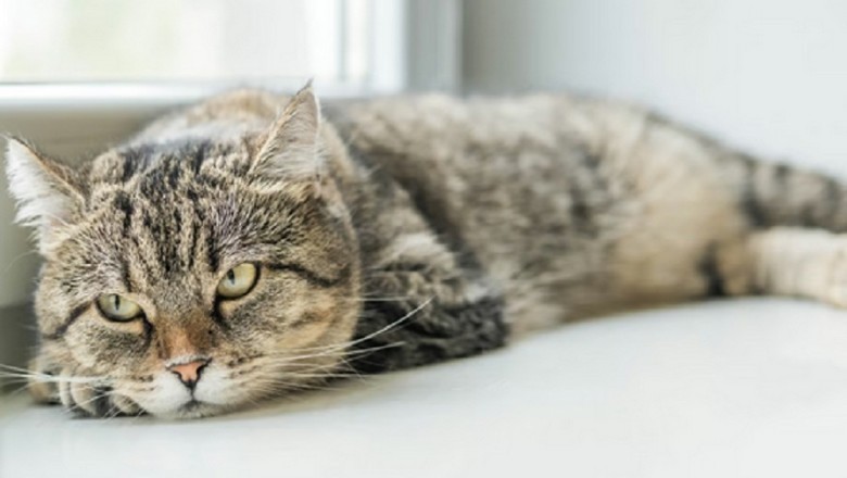 Anemia in Cats: Unveiling the Silent Killer