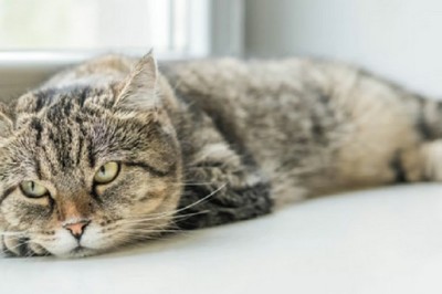 Anemia in Cats: Unveiling the Silent Killer