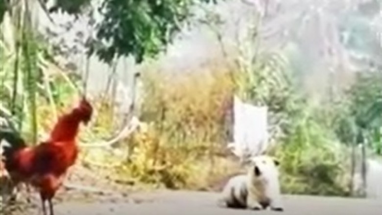Barking Up a New Talent: Hilarious Video Shows Dog Unexpectedly Imitating a Rooster's Crow!