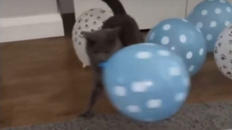 CAT-TASTIC Party Time - You won't stop smiling watching this Hilarious Feline Fiesta!