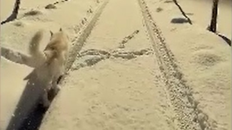 Epic Snow Tumble: Hilarious Dog Takes on the Slippery Slopes!