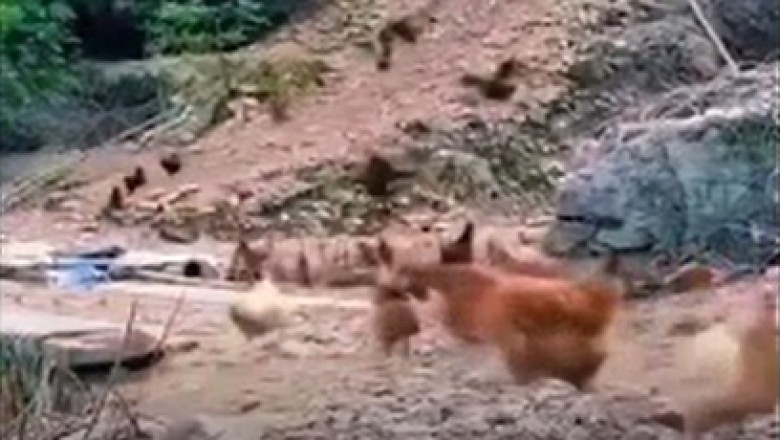 Feathered Invasion: Hilarity Ensues as Over Ten Chickens Flock in Unannounced!