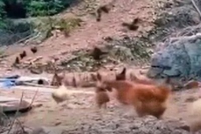 Feathered Invasion: Hilarity Ensues as Over Ten Chickens Flock in Unannounced!