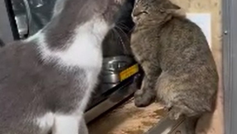 Feisty Feline Frenzy: Hilarious Video Shows Cat Hitting Cat, Cat-ception Ensues!