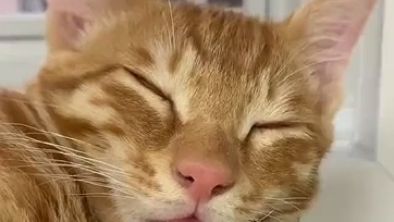 Hilarious Cat Caught in Deep Slumber - You won't believe how it reacts!