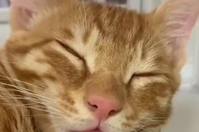 Hilarious Cat Caught in Deep Slumber - You won't believe how it reacts!
