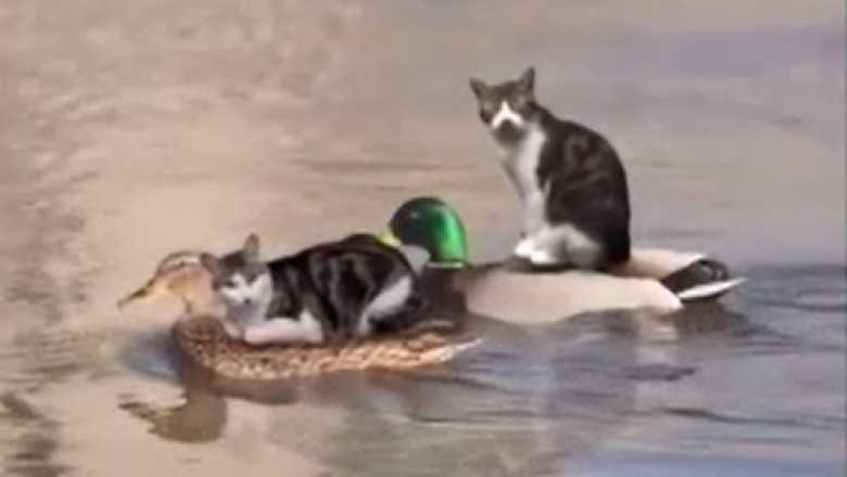 Hilarious Catception: Cats Riding Cats on a River Takes Internet by Storm!