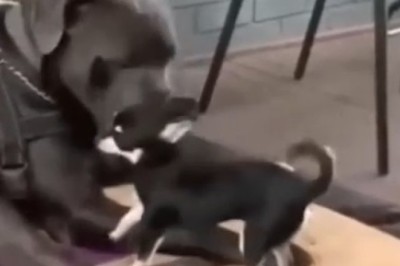 HILARIOUS Dog Pushes Tiny Pup to the Max - This Epic Showdown Will Leave You in Stitches!