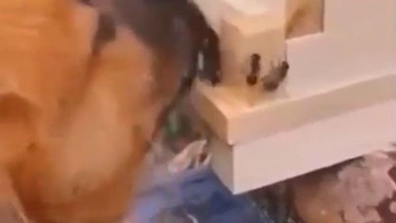 Hilarious Dog Vs. Bees: When Tiny Furry Daredevils Go Tony Stark!