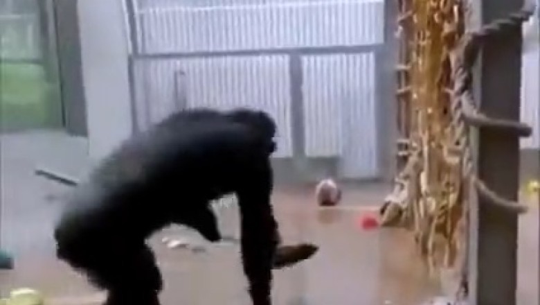 Hilarious Gorilla Turns into a Domestic Diva, Sweeping Up Laughs with a Broom - Must-Watch Video!