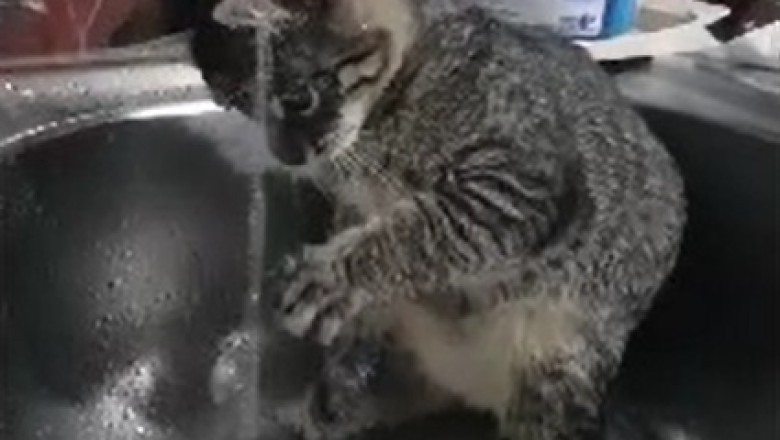 Hilarious Hijinks Unveiled! Watch as this Curious Cat Takes Hydration to a Whole New Level!