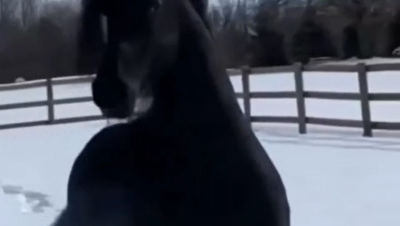 Hold Your Breath! Witness the Incredibly Gorgeous Horse with Unbelievable Charisma!