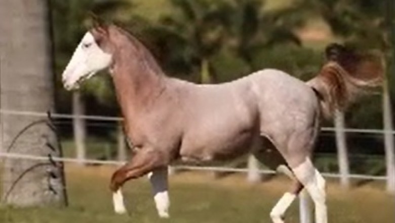 Incredible Equine Extravaganza: Witness the Hilariously Powerful and Creative Horse in Action!